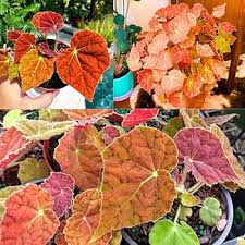 Image result for Begonia oxyloba