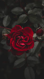Blue rose iphone wallpapers hd 6s and 6. Apple Iphone Rose Wallpapers Top Free Apple Iphone Rose Backgrounds Wallpaperaccess