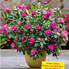 Durchbluhende Azalee Bloom A Thon Purple 1 Pflanze Pflanzen Azaleen Blutenfarben