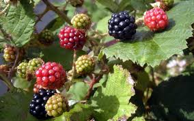Bienenfreundliche Pflanzen Die Besten Ideen Fur Garten Und Balkon Bienenfreundliche Pflanzen Brombeeren Pflanzen Und Obstbaume Pflanzen