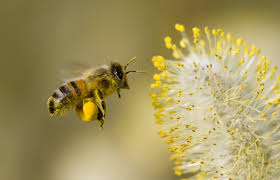 Flowers love flowers flowers nature wild flowers plants bee on flower nature pretty flowers bee friendly flowers. Free Photo Bee Flower Bee Collecting Flower Free Download Jooinn