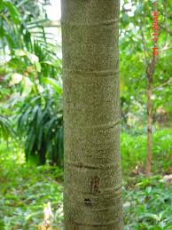 Image result for Oldfieldia macrocarpa