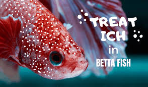 Knowing the right betta ich treatment is often the difference between life and death for your betta! Betta Fish Ich Treatment Japanesefightingfish Org