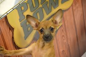 Grrmf provides temporary shelter, needed health care. Steve The Chihuahua From Florida Little Dog Rescue Puppybowl Animalplanet Puppies Animalrescue Puppy Bowls Puppies Animal Planet