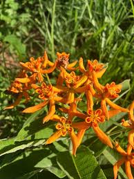 Image result for Stathmostelma pedunculatum