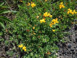 Image result for Lotus corniculatus