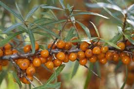 Les Bienfaits Des Baies D Argousier Sur Votre Sante Arbre Fruitier Arbuste Jardinage