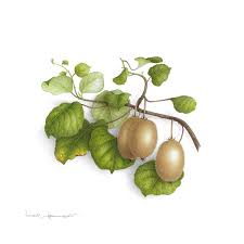 Portfolio Peintures Aquarelles Dessin Legumes Dessin Kiwi Fleurs