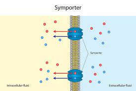 Active Transport The Definitive Guide Biology Dictionary