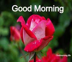 Good morning messages are not formal statements, and so you. Good Morning Wishes Images With Flowers Hd Good Morning Images Collection
