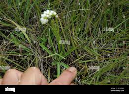 Image result for Schizochilus