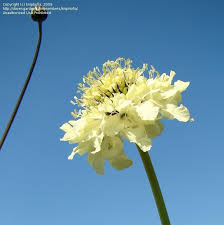 Image result for Cephalaria pungens