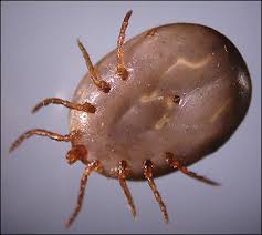 Since a tick needs at least 36 hours of feeding to be engorged, an engorged tick indicates that it has been attached to your dog for at least 2 days. Ticks And Tick Borne Diseases Mu Extension