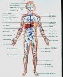 You've got the right brachiocephalic vein and the left brachiocephalic vein. Body Vein Diagram Luxury Full Body Diagram Veins New Major Arteries Human Body Diagram Body Diagram Human Body Diagram Arteries Anatomy