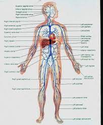 Label the vessels of the cerebral arterial circle of willis. Body Vein Diagram Luxury Full Body Diagram Veins New Major Arteries Human Body Diagram Body Diagram Human Body Diagram Arteries Anatomy