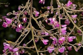 Image result for Philenoptera nelsii