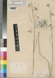 Image result for Sisyranthus imberbis