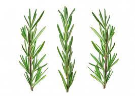 With golden hair and big blue eyes. Premium Photo Fresh Green Sprig Of Rosemary Isolated On White