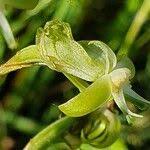 Image result for Habenaria humilior