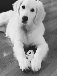 Have you ever seen a dog lay down under a table or chair? English Cream Golden Retriever Puppies For Sale In Ohio 2021 At Puppies Api Ufc Com