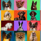 HALO Adoption Event