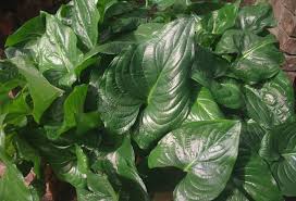 Image result for Cyanastrum