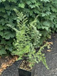 Image result for Pellaea boivinii