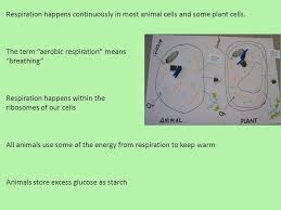 Check spelling or type a new query. Respiration Happens Continuously In Most Animal Cells And Some Plant Cells The Term Aerobic Respiration Means Breathing Respiration Happens Within Ppt Download