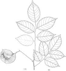 Image result for Pterocarpus indicus