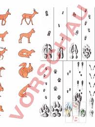Ausdrucken tierspuren rätsel arbeitsblatt : Arbeitsblatt Tierspuren Biologie Tiere