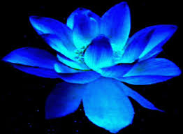 Interesting Conversations Blue Lotus Flower Lotus Image Lotus Flower Drawing