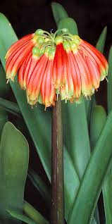 Image result for Amaryllidaceae