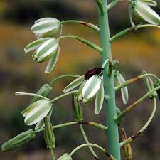 Image result for Albuca nigritana