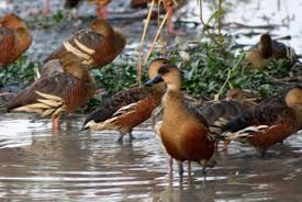They inhabit tropical and subtropical australia, the philippines, borneo, indonesia, papua new guinea and the pacific islands. Wandering Whistling Duck Encyclopedia Of Life