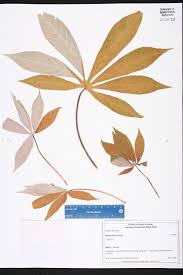 Image result for Manihot esculenta