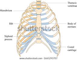 The rib cage is the arrangement of ribs attached to the vertebral column and sternum in the thorax of most vertebrates, that encloses and protects the vital organs such as the heart, lungs and great vessels. Shutterstock Puzzlepix