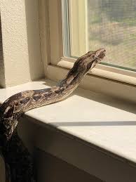 Her colors are beautiful and has an amazing temperament. Introducing Maple Syrup My Caulker Cay Boa Snakes