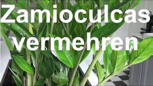 The cylinders bores were attached to the outer case at the 12, 3, 6 and 9 o'clock positions) for greater rigidity around the head gasket. Zamioculcas Zamiifolia Vermehren Glucksfeder Vermehren Ableger Steckling Machen Zamioculcas Zuchten Youtube