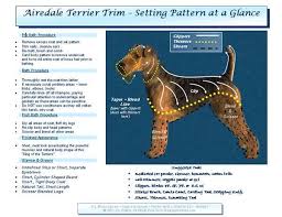 Neat Chart Airedales Dog Grooming Tips Schnauzer