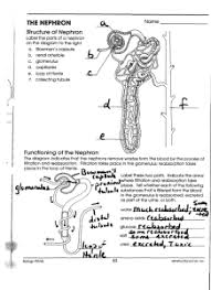 As well as in diagrams, you should be able to identify the parts of the nephron described above in photomicrographs and electron micrographs too (examples of these can be found in your cambridge international as & a. Formation Of Urine