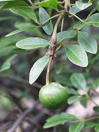 Image result for Maerua cafra