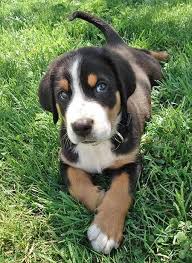 Greater swiss mountain dogs and puppies from texas breeders by dogsnow.com, part of the equinenow.com, llc group of websites. 15 Greater Swiss Mountain Dogs Ideas Greater Swiss Mountain Dog Swiss Mountain Dogs Mountain Dogs