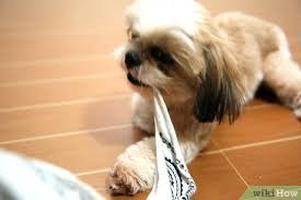 Play my puppy play day game on gogy! How To Play With Your Puppy 9 Steps With Pictures Wikihow Pet