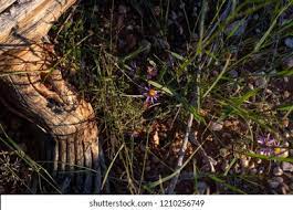 The two last remaining cacti of three tower over the first fallen. Dead Saguaro Cactus Skeleton Bleached Ribs Stock Photo Edit Now 1210256749