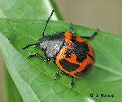 Maybe you would like to learn more about one of these? Bugs In Orange And Black Monarch Butterfly Milkweed Leaf Beetle Milkweed Bug And Milkweed Tiger Moth Bug Of The Week Leaf Beetle Tiger Moth Monarch Butterfly