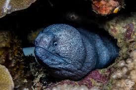 An area of northeastern scotland that was a county until 1975 and is now a council area (= an area with its own local government): Granite Moray Eel Facts And Photographs Seaunseen