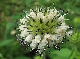 Image result for Dipsacus pinnatifidus