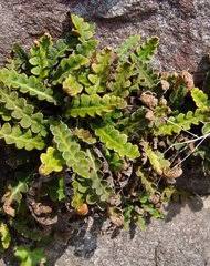 Image result for Asplenium musiraense