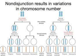 Why Does Nondisjunction Cause Mutation Socratic
