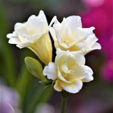Freesia Double White 15 Flower Bulbs Double Flower Form Walmart Com Walmart Com